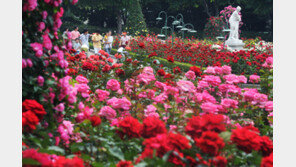 장미꽃 100만송이 화려한 향연, 에버랜드 뒤덮다