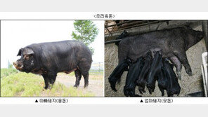 ‘우리흑돈’ 나왔다…재래돼지 고유의 맛 유지하면서 성장능력 보완