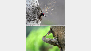 딱따구리는 안전한 ‘로열층’에 집짓고, 동고비는 남의 빈집 찾아 리모델링