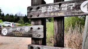 [선자령 산행기]선녀가 놀다 갔다는 선자령… 흐드러지게 핀 들꽃   