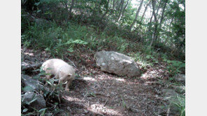 국립공원서 ‘알비노 오소리-알비노 괭이갈매기’ 연이어 포착