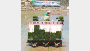 [대구/경북]모내기하는 시장님