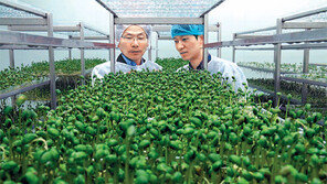 쑥쑥 크는 초록콩나물 시장