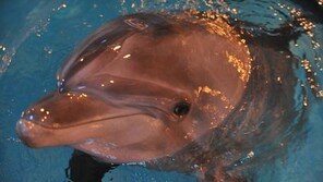 ‘멸종위기종’ 남방큰돌고래 특징, 몸길이 2.6m-무게 230kg…제주에 약 100여 마리 서식