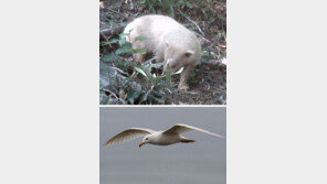 알비노 동물, 잇따라 발견… 확률 수만 분의 1