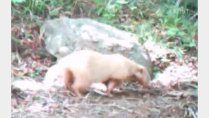 알비노 동물 발견, 온몸이 하얀 오소리와 괭이갈매기 잇따라 발견…직접 보니 ‘깜짝’