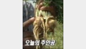 ‘천연 비아그라’ 식물 마카 품귀 현상, 효능 어느 정도기에…"중국인들이 싹쓸이"