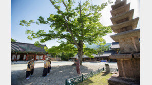 [부처님오신날]힐링이 필요한가요? 고즈넉한 山寺에서 ‘짧은 출가’ 체험을…