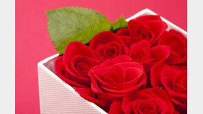 오늘 로즈데이, 장미 꽃말도 ‘제각각’… “연인 사이에 노란색 주의”