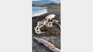 몸길이 7m 대왕오징어가 해변에…눈알 지름만 19cm ‘화들짝’