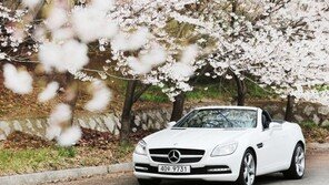 [시승기]벤츠 SLK 200 “벚꽃 따라 한 밤의 드라이브”
