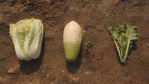 [오늘의 채널A] 이색적인 ‘교배 채소’의 세계