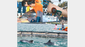 돌고래 태산이-복순이, 불법포획 6년만에 고향 제주바다로