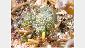 멸종위기종 ‘그물공말’ 국내 서식지 발견, 어디?