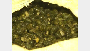 다슬기 효능, 다이어트에 숙취 해소까지…‘또 어디에 좋지?’