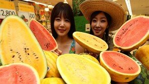 “노란 수박 맛보세요”