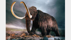 매머드, 유전자 코끼리 이식… 방법은 ‘유전자 바꿔치기’