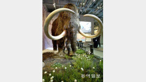 매머드 유전자, 코끼리에 이식… 추위 견디는 유전자 14종 발견