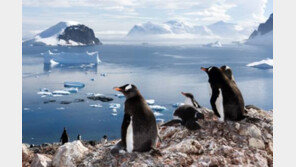 남극 빙붕 소멸 예측, NASA “라르센B 2020년 완전히 붕괴할 것” 지구온난화 심각↑