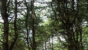 아난티 클럽 서울 ‘포레스트 힐링 존’ 운영