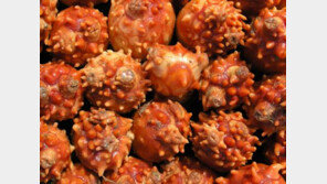 멍게의 효능, 노화 방지와 당뇨병 예방… ‘3대 저칼로리 수산물’ 100g당 78kcal