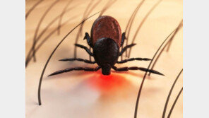 SFTS 환자 발생 “감기와 유사 치사율 높아”