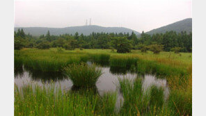 숨은물뱅듸 람사르습지 등록 “자주땅귀개도 볼 수 있어”