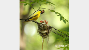 [박영대 기자의 우리 곁 친구들]<2>“엄마 배고파요” 힘찬 생명의 소리