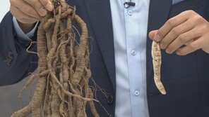 국순당 백세주 ‘백수오’ 날벼락…식약처 발표보니? 원료서 이엽우피소 검출 논란