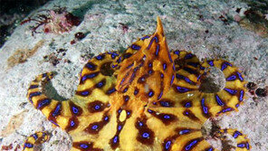 맹독 가진 ‘파란고리문어’에 물린 환자 국내 첫 발생