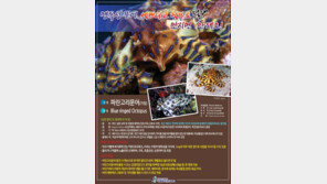 제주 맹독성 문어 주의, 표면 점액·먹물에 독성물질 함유…‘심장마비 유발’