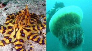 제주 맹독성 문어 주의, 살인 해파리 노무라입깃도 ‘무시무시’…쏘이면 사망할 수도?