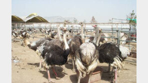 동물의 시력, ‘매의 눈’ 보다 더 좋은 ‘타조’…시력이 ‘25’ 정말?