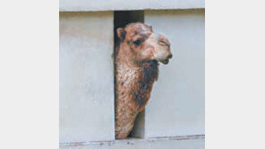 중동 구경도 못했는데 격리라뇨?… 억울해요