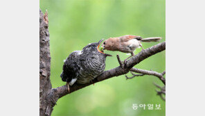 [박영대 기자의 우리 곁 친구들]<4>“귀여운 내 새끼” 어미 뱁새의 착각