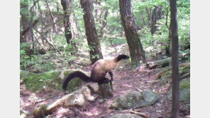 무등산 담비 포착, 2012년 멸종위기야생동식물 2급 지정