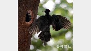 [박영대 기자의 우리 곁 친구들]<5>까막딱따구리 “무럭무럭 자라렴”