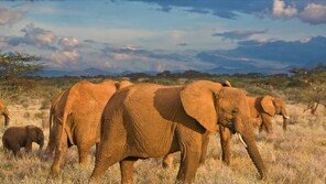 코끼리의 수명, 그린란드 상어는 수명이 200년 이상?