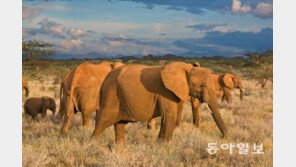 코끼리의 수명 70년?, 그린란드 상어는 수명이 200년 이상…정말?