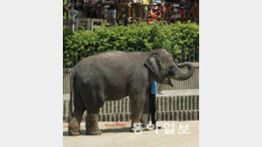 스트레스 받은 코끼리의 수명은… '안타깝네'