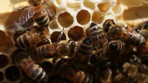 프로폴리스의 효능, 꿀벌 바이러스로부터 보호위해 벌집 틈에 발라