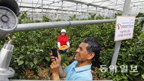 앱으로 재배-판매관리… 세종시 ‘新농사직설’