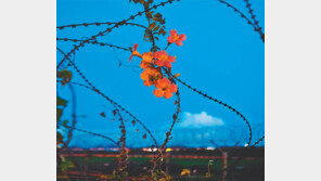 [손 내밀면 닿을 듯… DMZ]‘그리움의 꽃’ 능소화, 철책 껴안고…