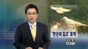 ‘천년의 길조’ 흰 까마귀 발견...'천년에 한 번 볼 수 있다'는 전설 속의 새