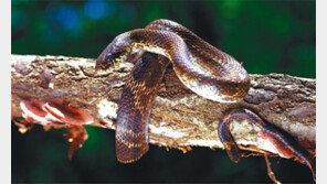 [이종석 기자의 野生&野性]서식지 연구용 추적기… 신호 따라가니 뱀탕집