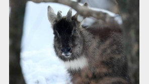 ‘산양’ 오대산에 4마리 자연방사, 오대산국립공원에 총 OO마리 서식?