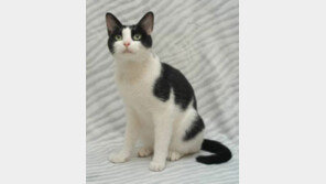 건강한 고양이 구별 요령…"8주 이하의 고양이는 입양하지 마세요"