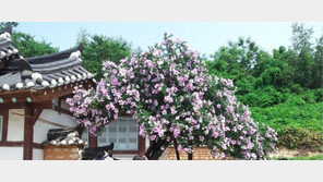 한국생명공학연구원, 무궁화 유전체 정보 완전 해독