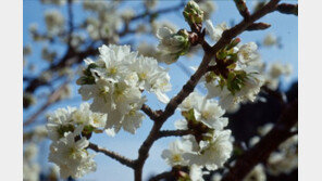 ‘울릉도 벚나무’ 영어명은 ‘다케시마 체리’?