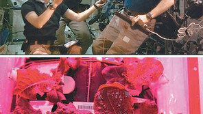 우주인들 ‘상추 파티’… 하늘위 첫 시식